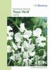 Lathyrus odoratus "Royal Wei" - Riesenblumige Edelwicke