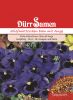 Viola wittrockiana "Blau mit Auge" - Stiefmtterchen