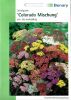 Achillea millefolium "Colorado Mischung" - Schafgarbe