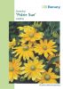 Rudbeckia hirta "Prairie Sun" - Sonnenhut