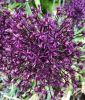 Allium 