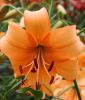Lilium "Pearl Stacey"