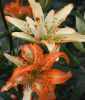 Lilium Gefllte Asiatische Hybride "Must See"