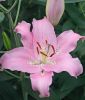 Lilium Orientalische Hybride 