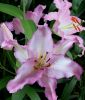 Lilium Orientalische Hybride 