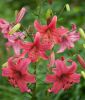 Lilium Tigrinum Hybride 