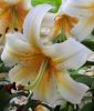 Lilium O.T. Hybride "Mister Cas"