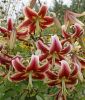 Lilium "Sheherazade"