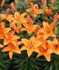 Lilium "Abbevilles Pride" (Topf- und Beetlilie)