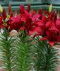 Lilium "Cavoli" (Topf- und Beetlilie)