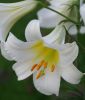 Lilium regale "Album" - Weie Knigslilie