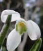 Galanthus nivalis "S. Arnott" - Garten-Schneeglckchen