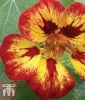 Tropaeolum majus "Orchid Flame" - Kapuzinerkresse