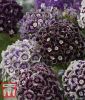 Dianthus barbatus "Purple Crown" - Bartnelke