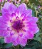 Seerosen-Dahlie "Blue Wish"