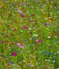 Blumenmischung "LaFleur miel " - Die Honigspenderin