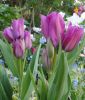 Mehrbltige Tulpe Night Club
