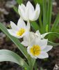 Wildtulpe Tulipa polychroma - Weie Zwerg-Tulpe
