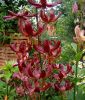 Lilium Martagon-Hybride "Claude Shride"