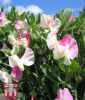 Lathyrus odoratus 