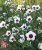 Linum grandiflorum "Bright Eyes" - Prachtlein