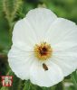 Argemone platycerum - Weier Stachelmohn