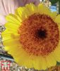 Calendula officinalis "Double Crest Crown Yellow" - Ringelblume