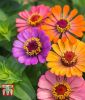 Zinnia elegans 