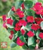 Tropaeolum minus "Baby Deep Rose" - Kapuzinerkresse