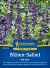 Salvia longispicata x farinacea 