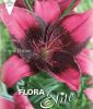 Lilium "Purple Dream" - Asiatische Lilie