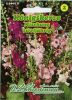 Verbascum phoeniceum "Mischung" - Knigskerze