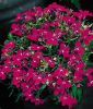 Lobelia erinus "Riviera Rose" - Mnnertreu