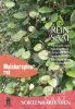 Malabarspinat - Basella rubra (Bio-Samen)