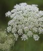 Daucus carota - Wilde Mhre