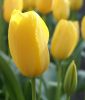 Einfachblhende spte Tulpe Big Smile