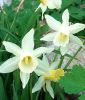 Narcissus 
