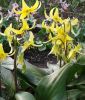 Erythronium tuolumnense "Sundisc" - Forellenlilie, Hundszahn