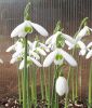 Galanthus reginae-olgae "Cambridge" - Herbst-Schneeglckchen