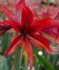Hippeastrum - Amaryllis "Bogota" (Zimmerpflanze)
