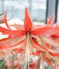 Hippeastrum - Amaryllis "Sumatra" (Zimmerpflanze)