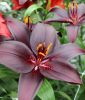 Lilium Asiatische Hybride "Mascara"