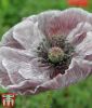 Papaver rhoeas "Amazing Grey" - Seidenmohn, Klatschmohn