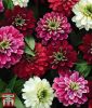 Zinnia marylandica "Zahara Double Berries Mischung" - Zinnie