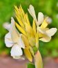 Canna indica "Vanilla Cream" - Indisches Blumenrohr