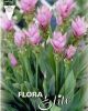 Curcuma alismatifolia (Safranwurz)