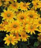 Rudbeckia hirta "Prairie Sun" - Sonnenhut