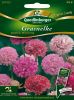 Armeria pseudarmeria 