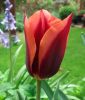 Triumph-Tulpe Slawa