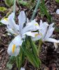 Iris reticulata 